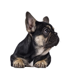 Cute black with brown french Bulldog dog puppy, laying down facing front. Looking side ways away from camera showing profile with healthy nose. Isolated cutout on a transparent background.