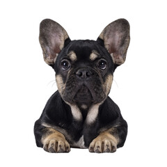 Cute black with brown french Bulldog dog puppy, laying down facing front. Looking towards camera....