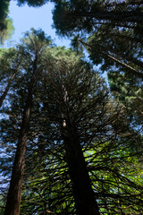 Century-old giant sequoias alongside a young sequoia forest. The majestic beauty of nature captured in a forest scene. bottom-up view of the tops of sequoia trees