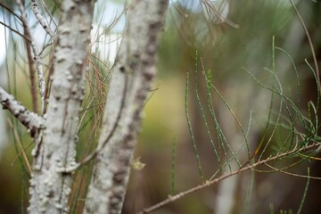 beautiful gum Trees and shrubs in the Australian bush forest. Gumtrees and native plants growing in Australia in spring