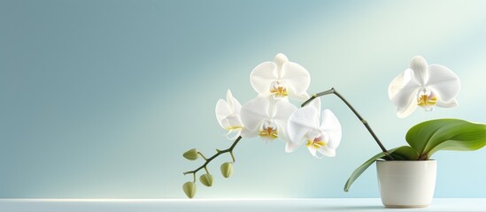 photograph of white orchid in a yoga studio