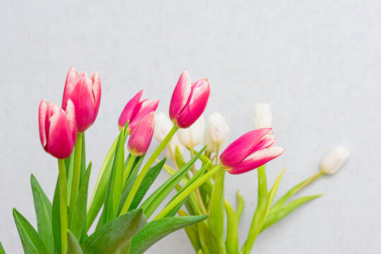 pink tulips on a gray background