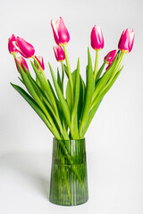 Pink tulips in vase on white background