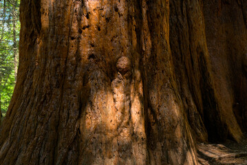 Century-old giant sequoias alongside a young sequoia forest. The majestic beauty of nature captured...