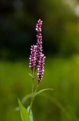 Violet flowers in summer