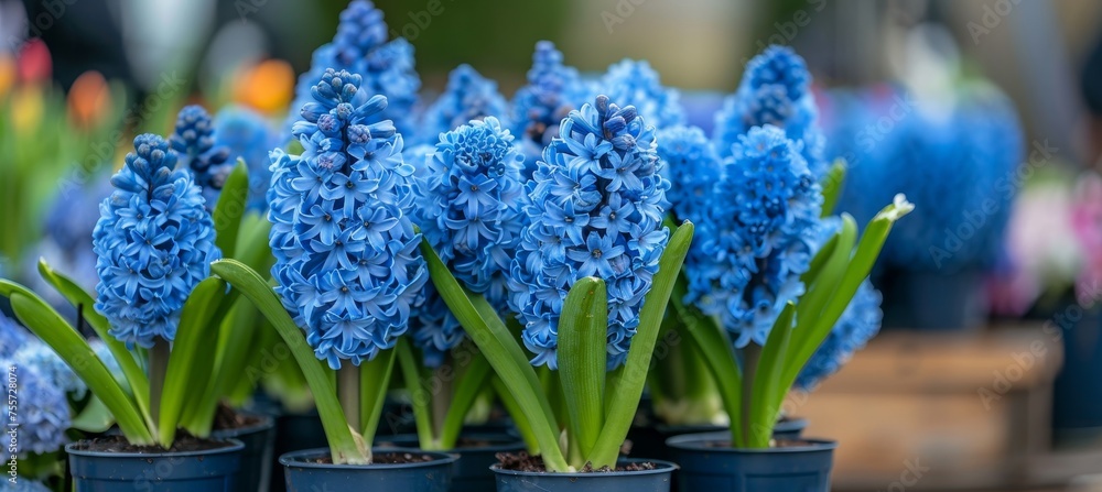 Poster multiple hyacinth flowers in pots on blurred background with copy space for text placement