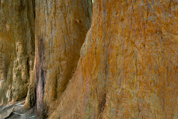 Texture of a century-old sequoia tree trunk, a close up
