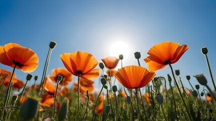 Obraz premium field of poppies, poppies field with the sky 