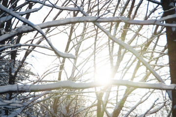 The winter sun shines through the branches of the trees. Nostalgic snowy landscape.