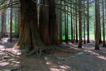 Century-old giant sequoias alongside a young sequoia forest. The majestic beauty of nature captured...