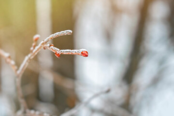 Close-up of a tree branch with a bud covered in ice. Frozen tree.