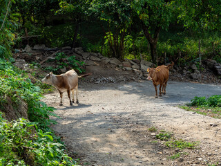 cows on the road in the forest
