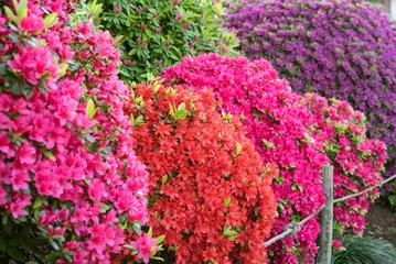 Papier Peint photo Azalée カラフルなツツジが満開の日本庭園　Multi-colored azalea bushes in Japanese garden