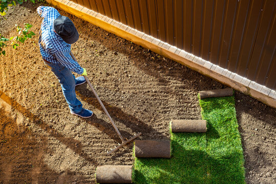 Natural Grass Turf Professional Installer. Gardener Installing Natural Grass Turfs Creating Beautiful Lawn Field.
