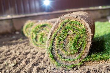 Roll of fresh sod grass planted on a newly landscaped lawn - obrazy, fototapety, plakaty
