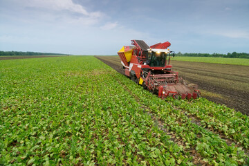 Modern red combine harvester harvest of sugar beet at summer evening