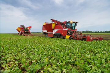 Two modern red combine harvesters harvest of sugar beet at summer evening