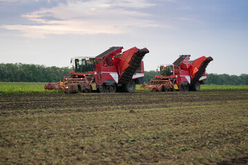 Obraz premium Two combine harvesters harvest of ripe sugar beet at summer evening