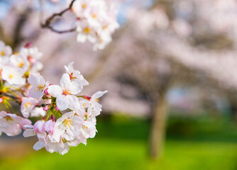 公園に咲く満開の桜の花