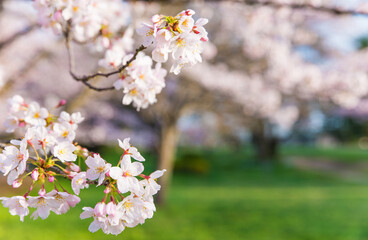 公園に咲く満開の桜の花