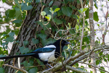bird on a branch