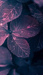 Fototapeta premium Pink leaf skeleton texture background for design projects and artistic creations