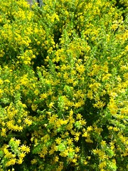 Background Euryops virgineus.