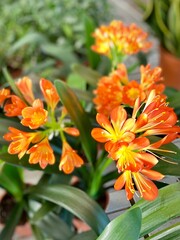 orange clivia miniata flower