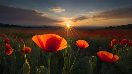 Fototapeten field of poppies and poppy field at sunset and poppy field in the morning  © Waseem