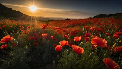 Tuinposter field of poppies and poppy field at sunset and poppy field in the morning  © Waseem