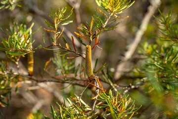 Trees and shrubs in the Australian bush forest. Gumtrees and native plants growing in Australia