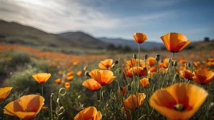 Outdoor kussens field of poppies and flowers © Waseem