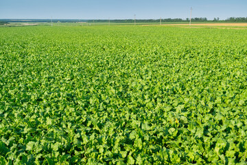 Fototapeta na wymiar Bright green sugar beet field before crop harvesting at sunny summer day