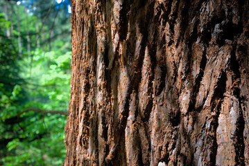 Texture of a sequoia tree trunk, a tree several decades old, captured from a close distance