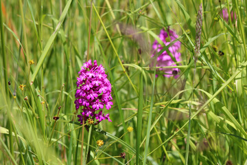 Wild pyramidal orchid (Anacamptis pyramidalis) native to southwestern Eurasia among green grass (Kaiserstuhl, Germany) - 755737046