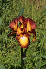 Iris hybrid (Iris barbata) in dark red and yellow colors against green meadow background (Kaiserstuhl, Germany) - 755737053