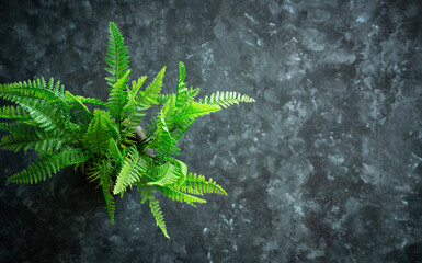 Green plant on a grey table, Flatly image of table top with plant and copy space for text
