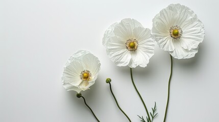 minimalist floral art with a white background