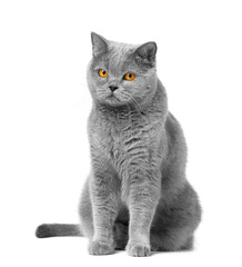 Purebred British Shorthair cat isolated on white background