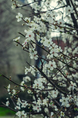 Spring Blossoms Unveiled