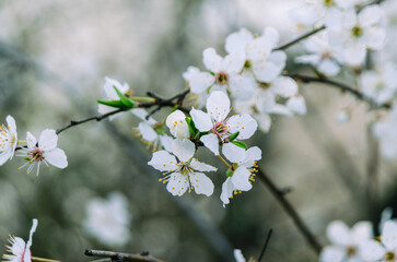 Spring Blossoms Unveiled