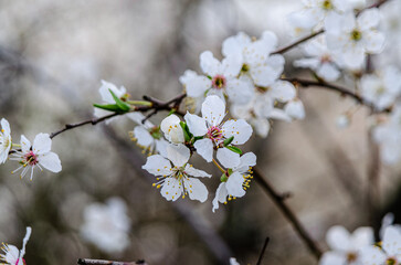 Spring Blossoms Unveiled