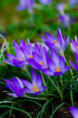 Crocus Tommasinianus.