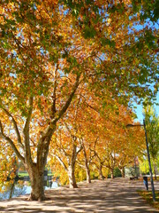 Rangée d'arbres aux couleurs rougeoyantes d'automne