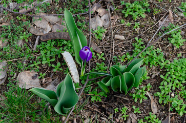 Crocus Tommasinianus.