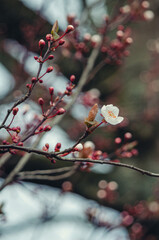 Spring Blossoms Unveiled