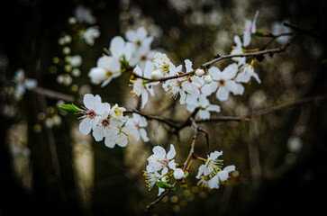Spring Blossoms Unveiled