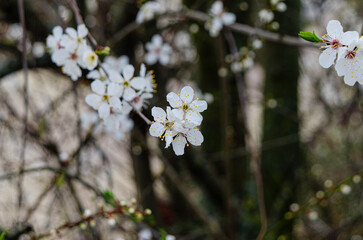 Spring Blossoms Unveiled
