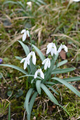 Common snowdrop flowers