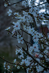 Spring Blossoms Unveiled